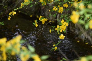 20180417ヤマブキ　山吹 (1)